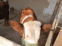 公牛, Simmental cattle — 照片 4