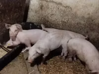 公猪, Pigs — 照片 8