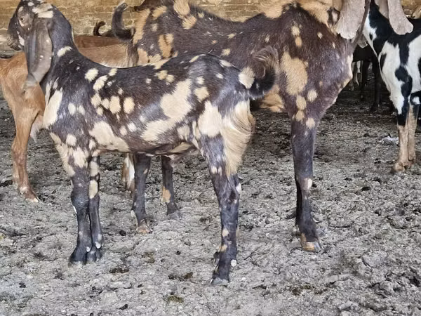 Ziege, Nubian Goat — Kirgisistan