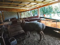 Ram, Arashan sheep — photo 4
