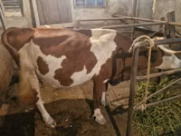 母牛, Simmental cattle — 照片 2
