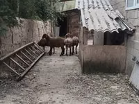 Кочкор, Гиссар койу — сүрөт 1