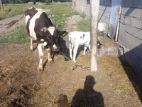 母牛, Russian Black pied cattle — 照片 2