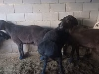 Ram, Hissar sheep — photo 6