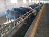 Kuh, Swiss cattle — Foto 7