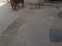 Ziegenbock, Ziegen — Foto 3