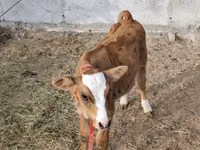 सांड, Simmental cattle — फ़ोटो 3