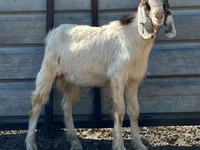 Cabro, Nubian Goat — foto 4