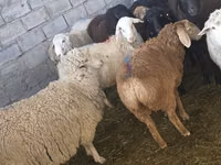 Schafe (Partie, Geschlecht nicht angegeben), Schafe — Foto 3