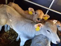 Rinder (Partie, Geschlecht nicht angegeben), Limousin-Kuh — Foto 2