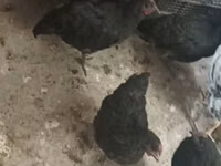 Rhode Island Rot — Foto 3