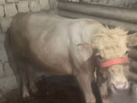 Bulle, Simmental cattle — Foto 7