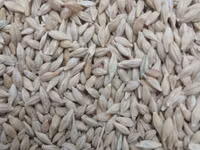Уроондук арпа (Ячмень) сатылат НУТАНС 2-репродукция всхожость 95% — Foto 1