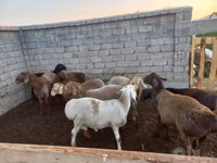 Қошқар, Arashan sheep — 2-сурет