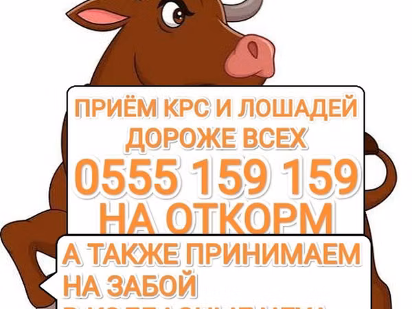 Корова, Коровы — Кыргызстан