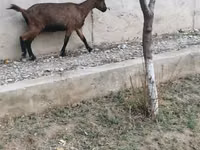تيس, Alpine goat — الصورة 2