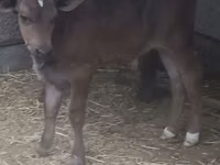 公牛, Swiss cattle — 照片 3