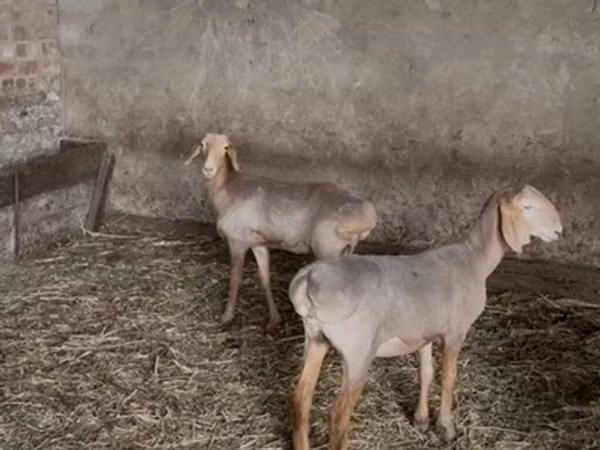 Schaf, Hissar sheep