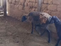 أغنام (دفعة، الجنس غير محدد), الأغنام — الصورة 3