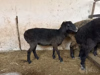 Schaf, Blackheaded Persian sheep — Foto 2