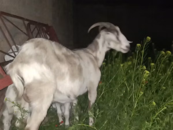 母山羊, Goats — 哈萨克斯坦
