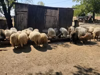 كبش, Racka sheep — الصورة 5
