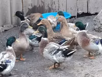 Ducks — Foto 2