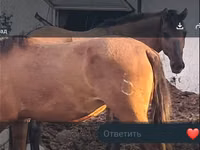 Mare, Mugalzhar horse — photo 2