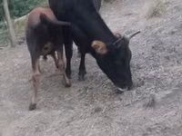 Vaca, Ganado vacuno — foto 2