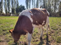 ثور, Simmental cattle — الصورة 4