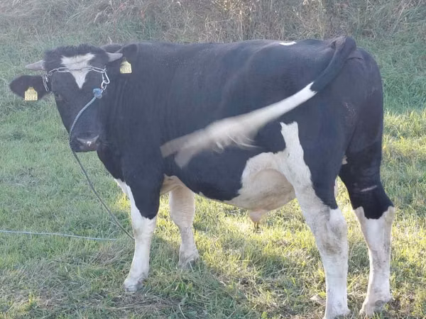 公牛, Russian Black pied cattle