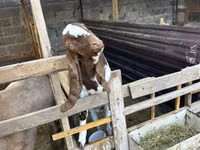 Ziegenbock, Beetal goats — Foto 2