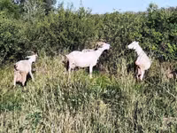 عنزة, Saanen goat — الصورة 4