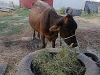 母牛, Swiss cattle — 照片 2