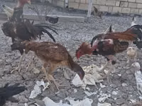 Chickens — الصورة 3
