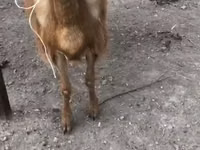 نعجة, Hissar sheep — الصورة 3
