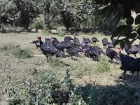 Turkeys — Foto 3