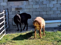 Widder, Hissar sheep — Foto 7