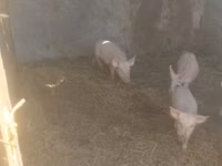 Eber, Schweine — Foto 1
