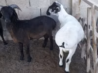 كبش, الأغنام — الصورة 1