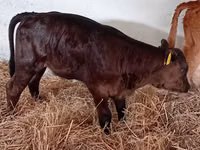 Qoramol (partiya, jinsi ko‘rsatilmagan), Russian Black pied cattle — 3-rasm