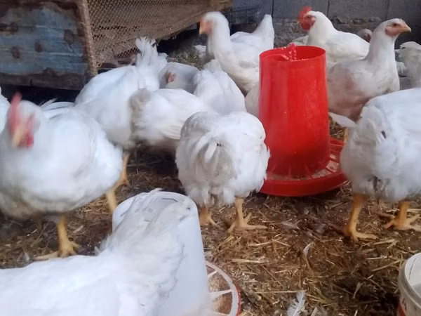 Chickens — Kirgisistan