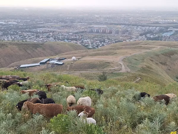 Кочкор, Койлор