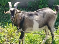 Ziegenbock, Ziegen — Foto 3