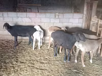 Schaf, Tian-Shan semifinewool sheep — Foto 3