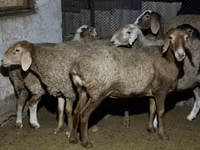 نعجة, Arashan sheep — الصورة 4