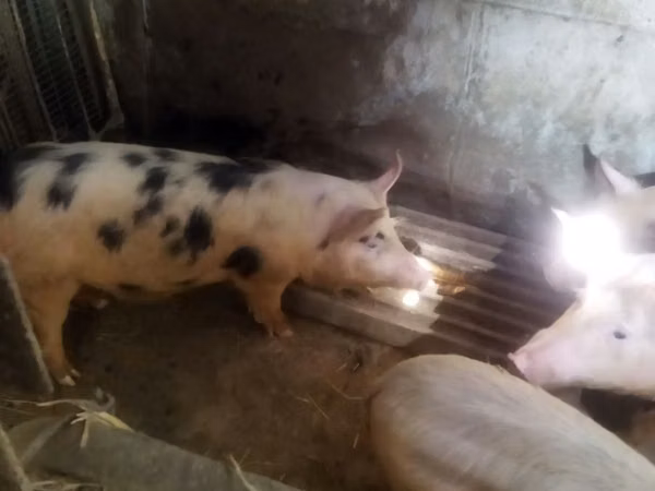 Schweine (Partie, Geschlecht nicht angegeben), Schweine