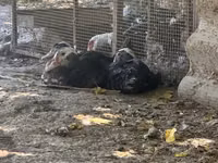 Ducks — Foto 3