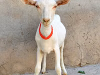Ziege, Saanen goat — Foto 2