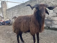 Carnero, Red Karaman sheep — foto 5